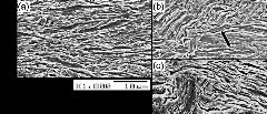 detailed morphology of cold rolled martensite