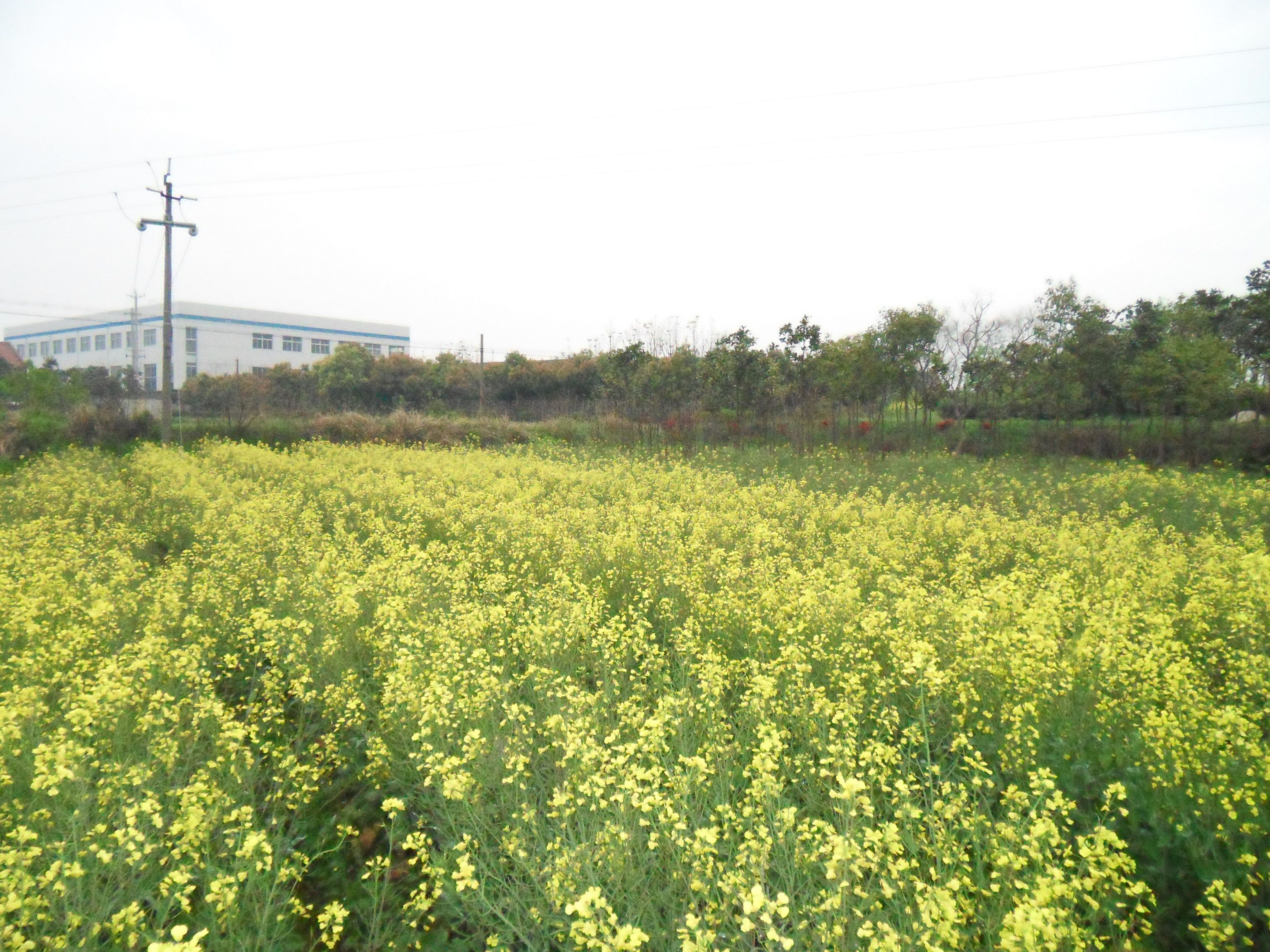 From the back of the comany, the farm land