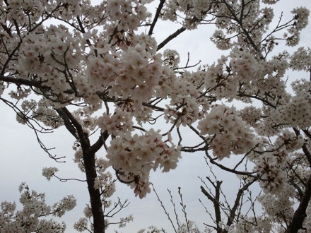 cherry blossom in Pohang, South Korea
