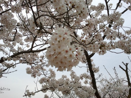 cherry blossom in Pohang, South Korea