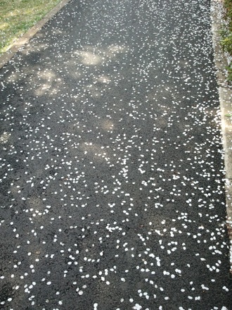 cherry blossom in Pohang, South Korea