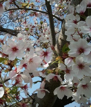 cherry blossom in Pohang, South Korea