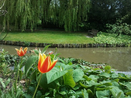 sunshine in Cambridge