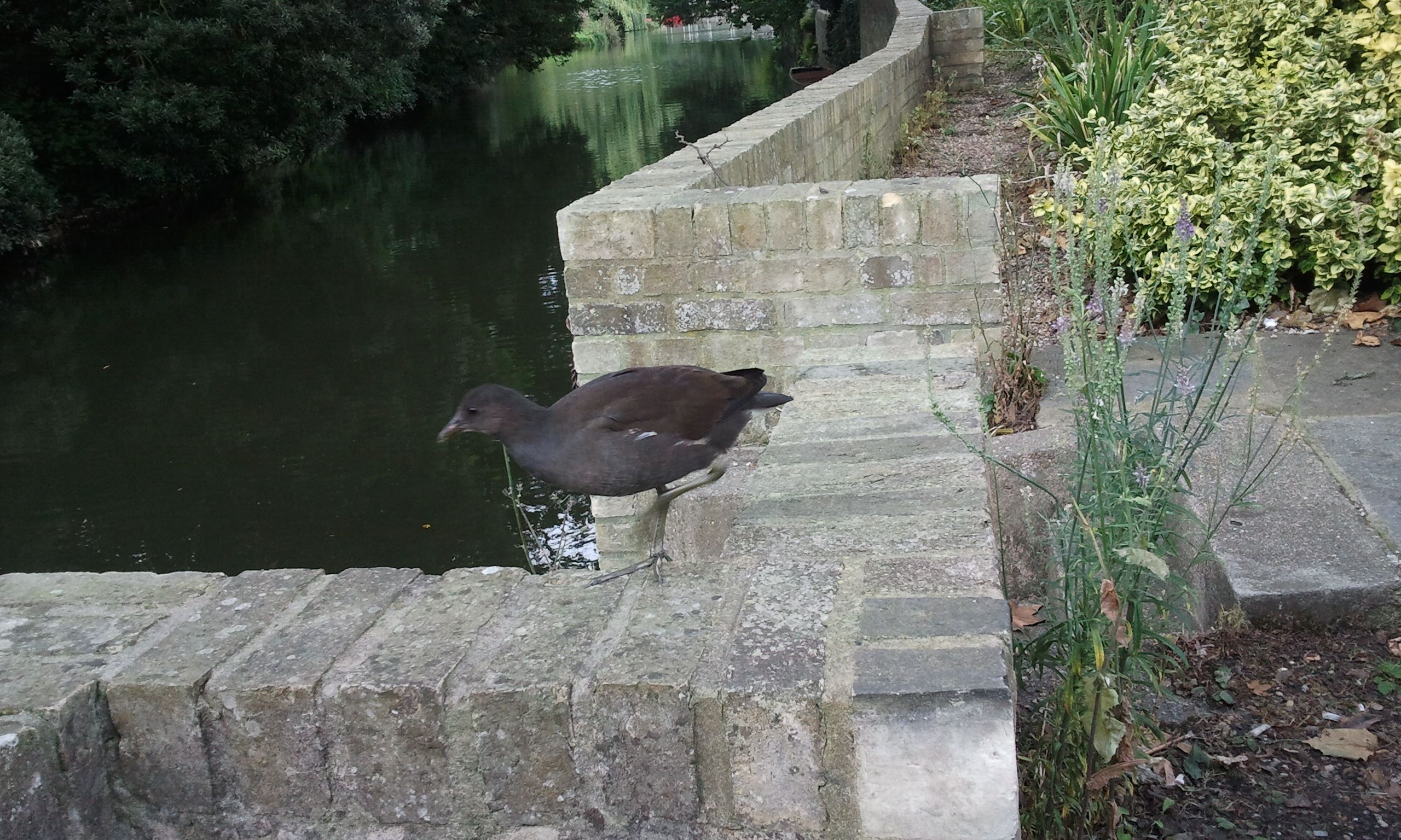 Moorhen