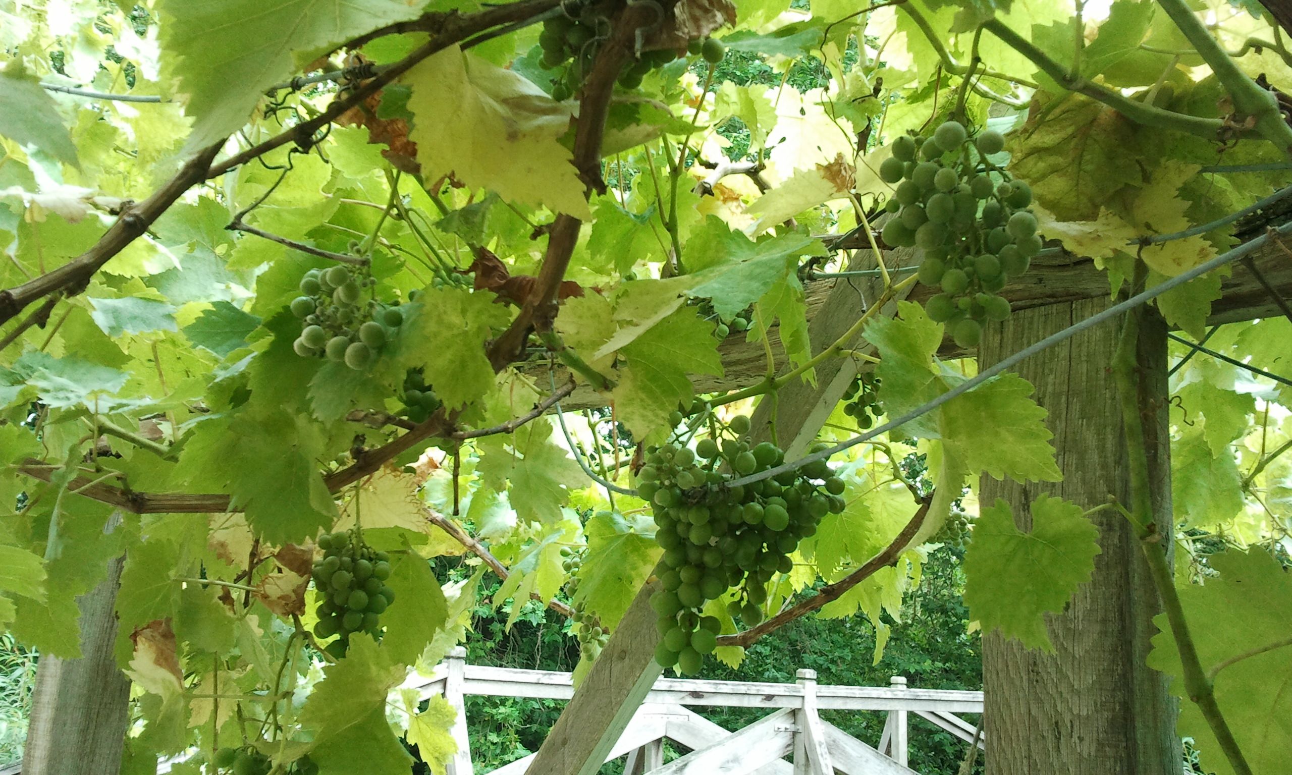 Grapes in Darwin College