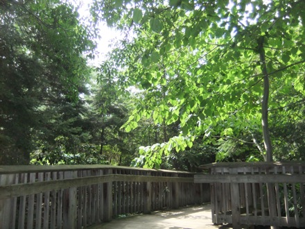 Hala Salman Hasan, Botanical Gardens, Cleaveland, Ohio, USA