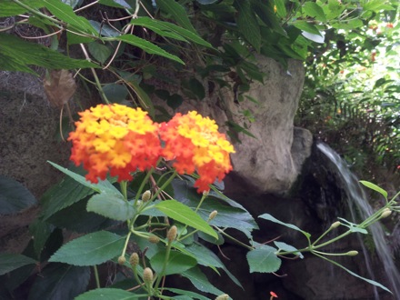 Hala Salman Hasan, Botanical Gardens, Cleaveland, Ohio, USA