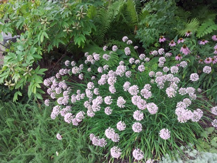 Hala Salman Hasan, Botanical Gardens, Cleaveland, Ohio, USA