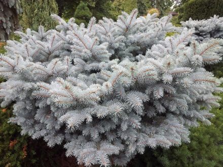 Hala Salman Hasan, Botanical Gardens, Cleaveland, Ohio, USA