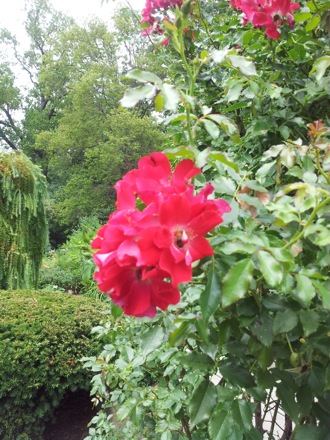 Hala Salman Hasan, Botanical Gardens, Cleaveland, Ohio, USA