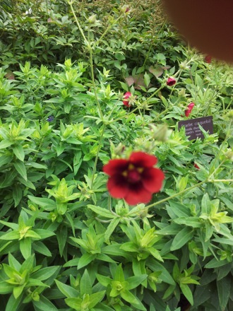 Hala Salman Hasan, Botanical Gardens, Cleaveland, Ohio, USA