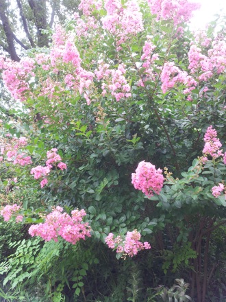 Hala Salman Hasan, Botanical Gardens, Cleaveland, Ohio, USA