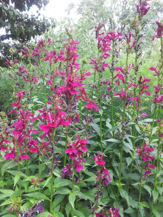 Hala Salman Hasan, Botanical Gardens, Cleaveland, Ohio, USA