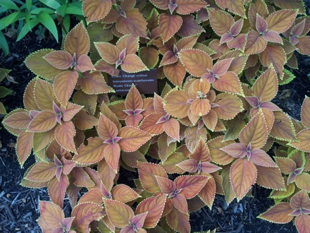 Hala Salman Hasan, Botanical Gardens, Cleaveland, Ohio, USA