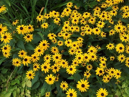 Hala Salman Hasan, Botanical Gardens, Cleaveland, Ohio, USA