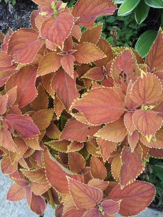 Hala Salman Hasan, Botanical Gardens, Cleaveland, Ohio, USA