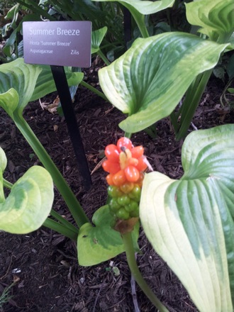 Hala Salman Hasan, Botanical Gardens, Cleaveland, Ohio, USA