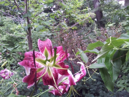 Hala Salman Hasan, Botanical Gardens, Cleaveland, Ohio, USA