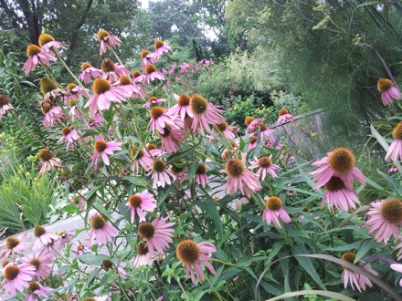 Hala Salman Hasan, Botanical Gardens, Cleaveland, Ohio, USA