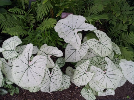 Hala Salman Hasan, Botanical Gardens, Cleaveland, Ohio, USA