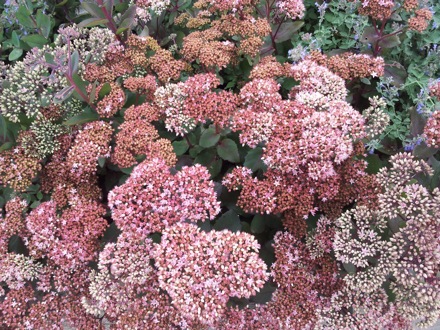 Hala Salman Hasan, Botanical Gardens, Cleaveland, Ohio, USA