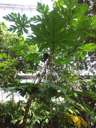 Hala Salman Hasan, Botanical Gardens, Cleaveland, Ohio, USA