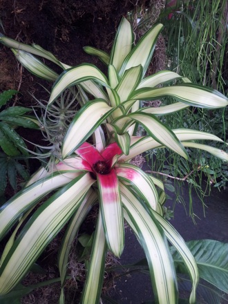 Hala Salman Hasan, Botanical Gardens, Cleaveland, Ohio, USA