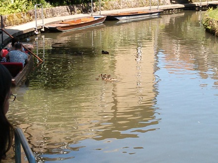 Harry Bhadeshia, bird guard, swans, Hector Pous, Seo, Seung-Woo, leaves