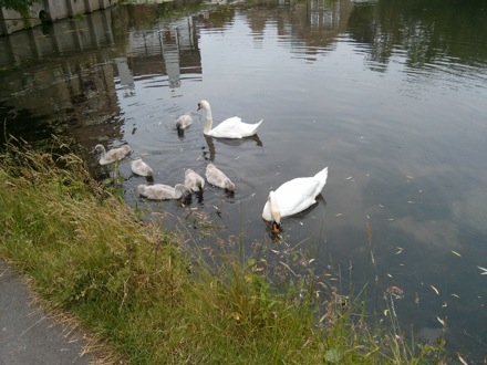 Harry Bhadeshia, bird guard, swans, Hector Pous, Seo, Seung-Woo, leaves