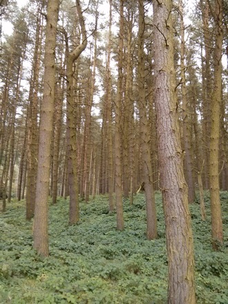 Sheffield, Moors, Andy Howe, Harry Bhadeshia, steel, metallurgy