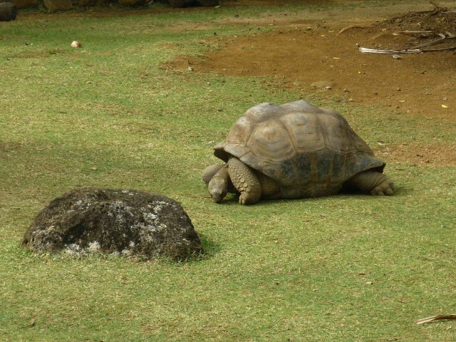 Tim Ramjaun in Mauritius, Good camouflage