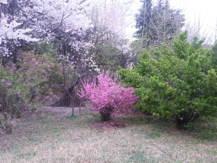 spring in Pohang, South Korea, Nirupam Chakraborty, Harry Bhadeshia