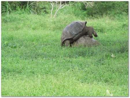 Galapagos Islands, Ecuador, Charles Darwin, Evolution