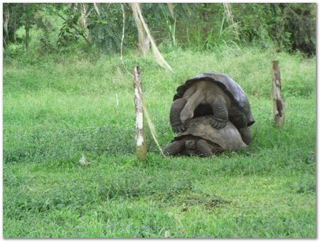 Galapagos Islands, Ecuador, Charles Darwin, Evolution