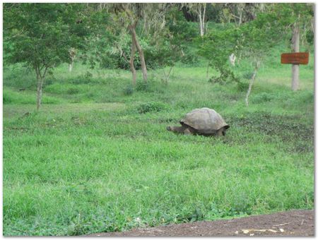 Galapagos Islands, Ecuador, Charles Darwin, Evolution