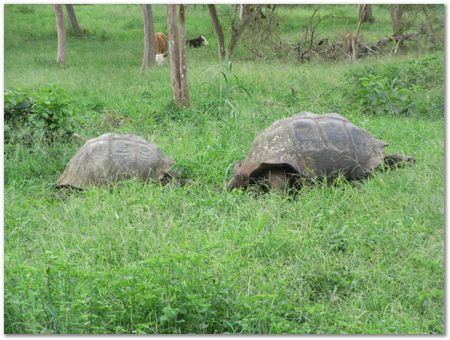 Galapagos Islands, Ecuador, Charles Darwin, Evolution