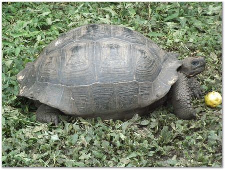 Galapagos Islands, Ecuador, Charles Darwin, Evolution