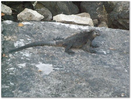 Galapagos Islands, Ecuador, Charles Darwin, Evolution