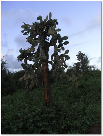 Galapagos Islands, Ecuador, Charles Darwin, Evolution