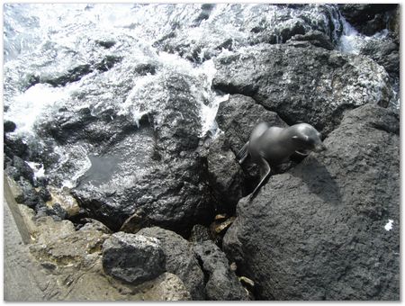 Galapagos Islands, Ecuador, Charles Darwin, Evolution