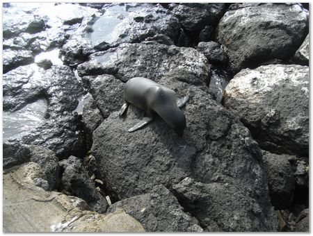 Galapagos Islands, Ecuador, Charles Darwin, Evolution