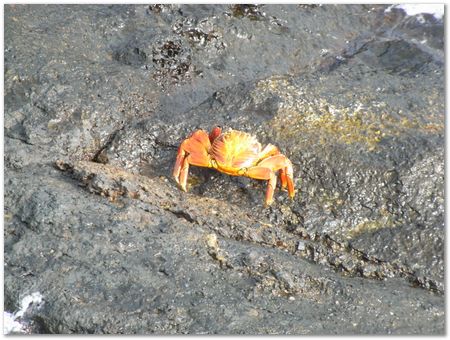 Galapagos Islands, Ecuador, Charles Darwin, Evolution