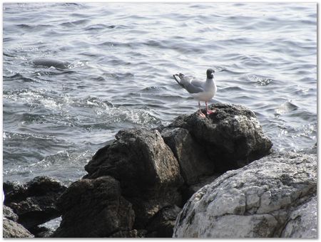 Galapagos Islands, Ecuador, Charles Darwin, Evolution