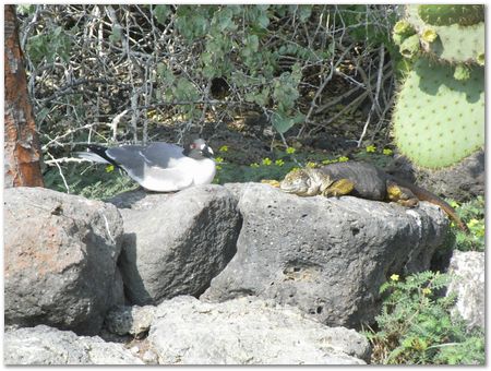 Galapagos Islands, Ecuador, Charles Darwin, Evolution