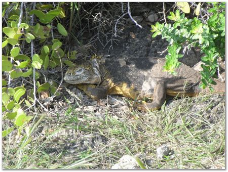 Galapagos Islands, Ecuador, Charles Darwin, Evolution