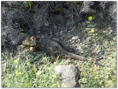 Galapagos Islands, Ecuador, Charles Darwin, Evolution