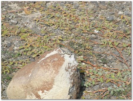 Galapagos Islands, Ecuador, Charles Darwin, Evolution