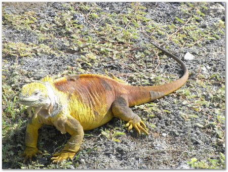 Galapagos Islands, Ecuador, Charles Darwin, Evolution