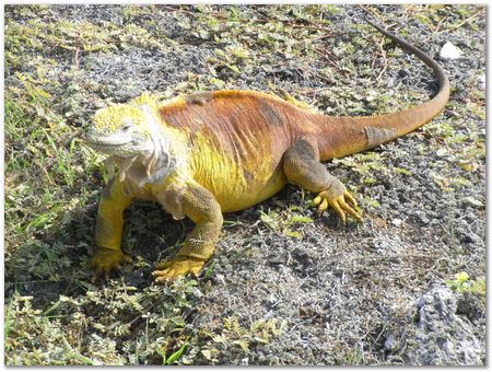 Galapagos Islands, Ecuador, Charles Darwin, Evolution