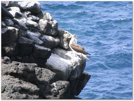 Galapagos Islands, Ecuador, Charles Darwin, Evolution